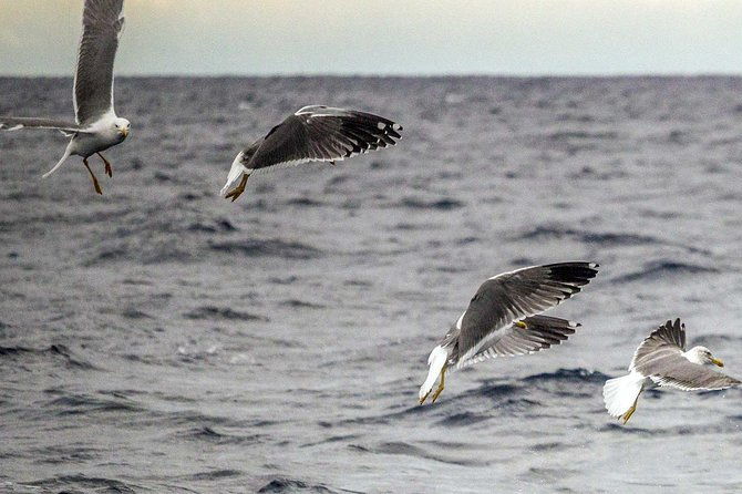 azores-marine-birdwatching-expedition-4