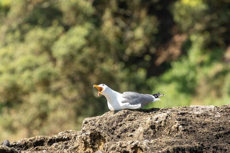azores-marine-birdwatching-expedition-5