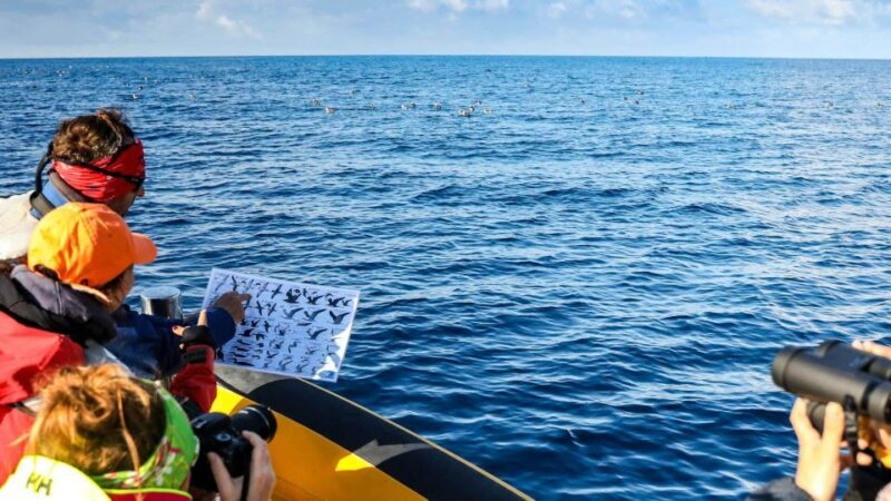 Azores Marine Birdwatching Expedition w/ Biologist Guide - Key Points