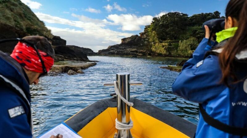 Azores Marine Birdwatching Expedition w/ Biologist Guide - A Closer Look at the Azores Marine Birdwatching Expedition