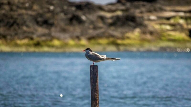 Azores Marine Birdwatching Expedition w/ Biologist Guide - Final Thoughts
