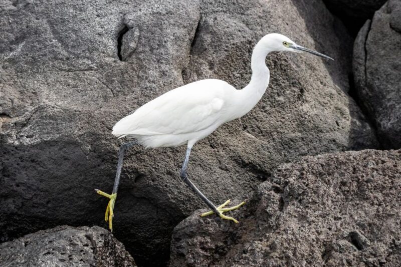 Azores Marine Birdwatching Expedition w/ Biologist Guide - FAQ