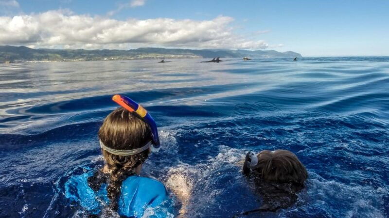 azores-swim-with-dolphins-atlantic-experience-2