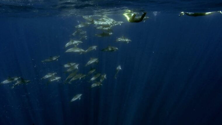 azores-swim-with-dolphins-atlantic-experience-2