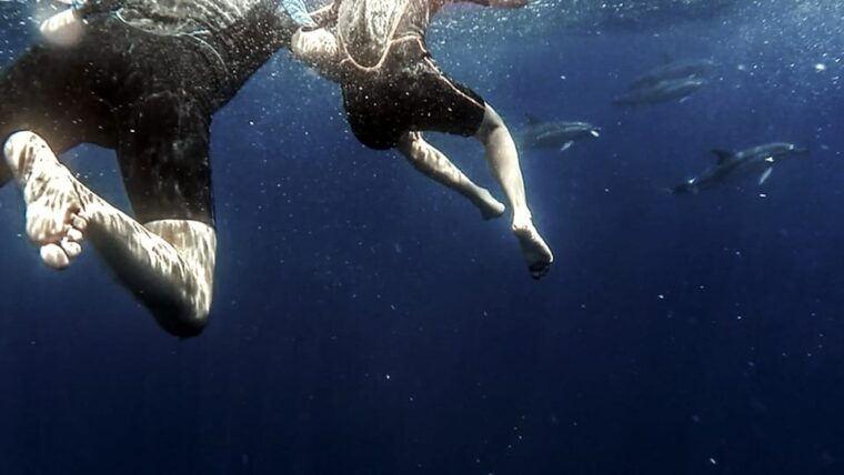 azores-swim-with-dolphins-atlantic-experience-2