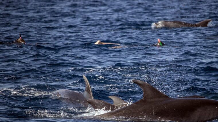 azores-swim-with-dolphins-atlantic-experience-2