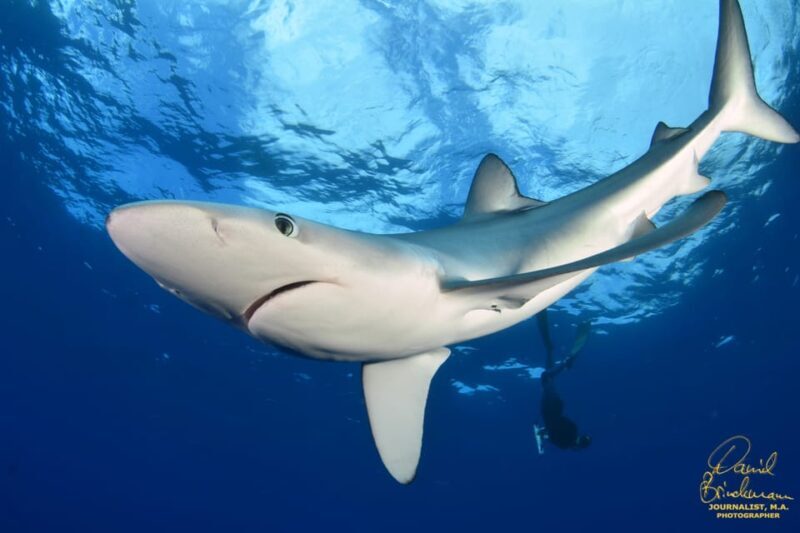 Azores: Swimming with the Sharks - Key Points