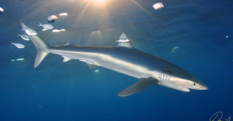 Azores: Swimming with the Sharks - A Close Look at the Azores Shark Experience