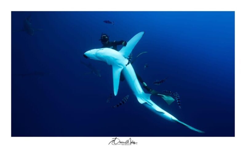 Azores: Swimming with the Sharks - The Sum Up