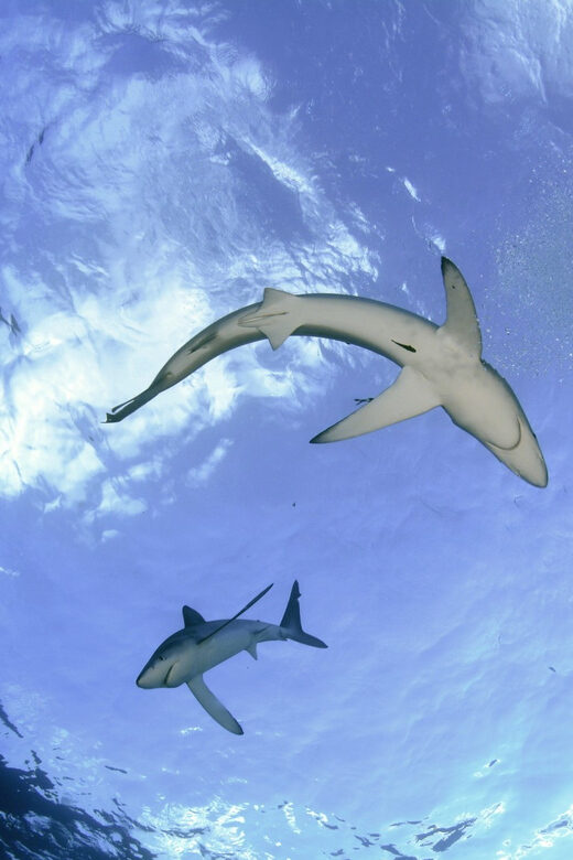 Azores: Swimming with the Sharks - FAQs