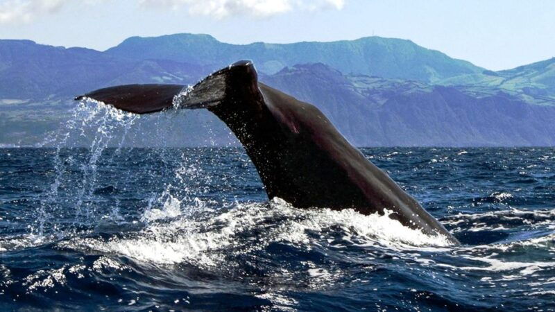 azores-whale-watching-and-islet-boat-tour