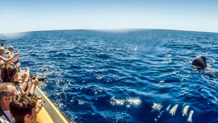 azores-whale-watching-and-islet-boat-tour