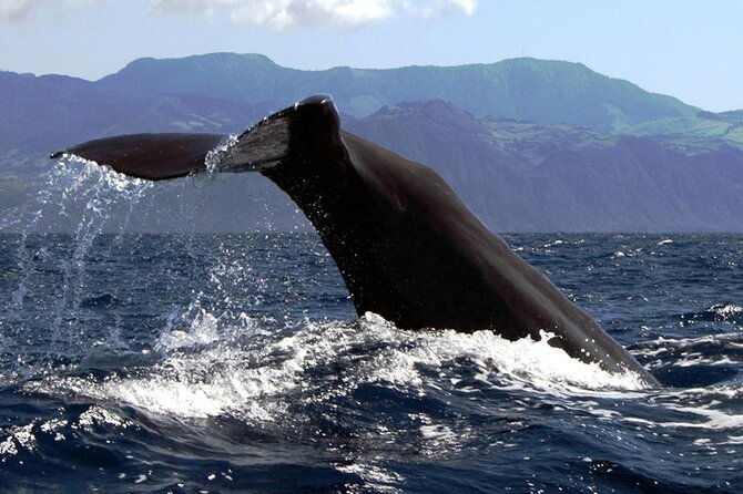 azores-whale-watching-islet-boat-tour