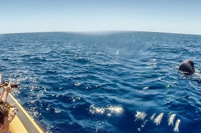 azores-whale-watching-islet-boat-tour