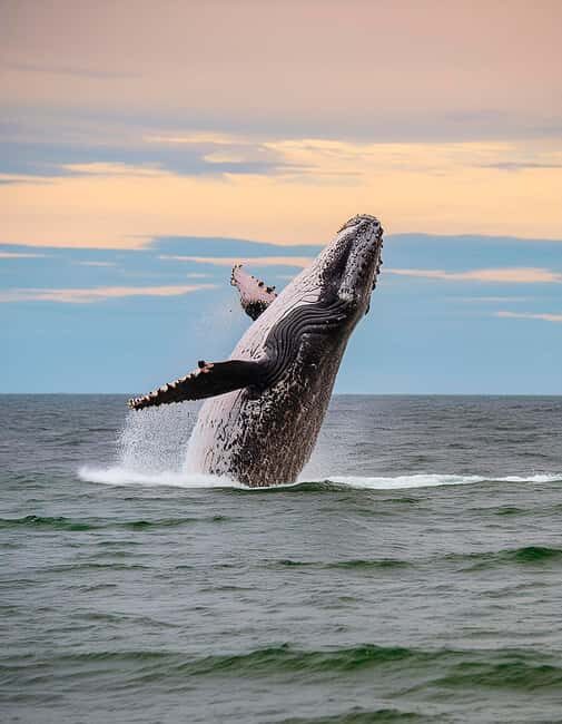 Azores: Whale Watching & Islet Boat Tour w/ Marine Biologist - Key Points