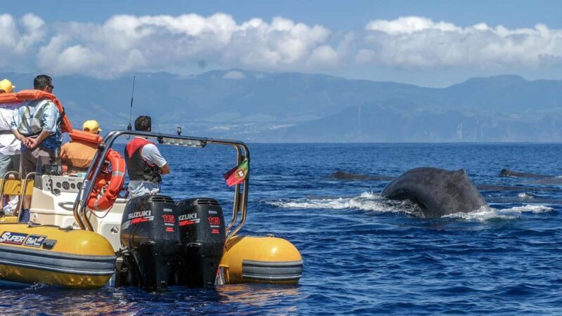Azores: Whale Watching & Islet Boat Tour w/ Marine Biologist - Who Should Consider This Experience?