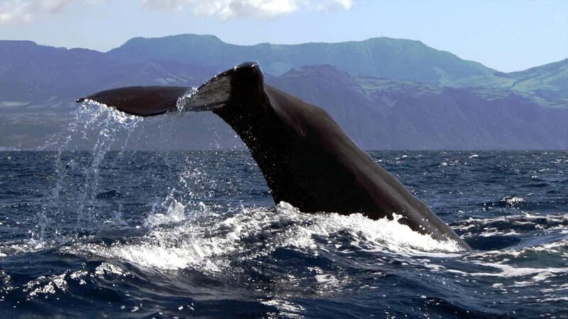 Azores: Whale Watching & Islet Boat Tour w/ Marine Biologist - Practical Tips for Your Tour