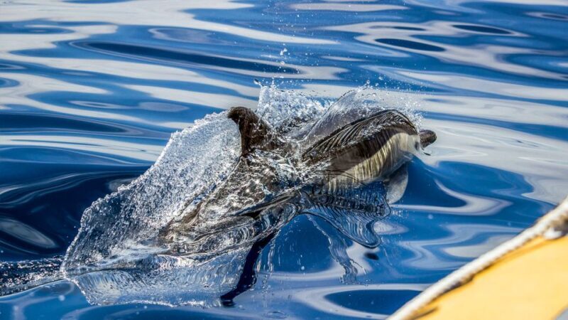 Azores: Whale Watching & Islet Boat Tour w/ Marine Biologist - Frequently Asked Questions