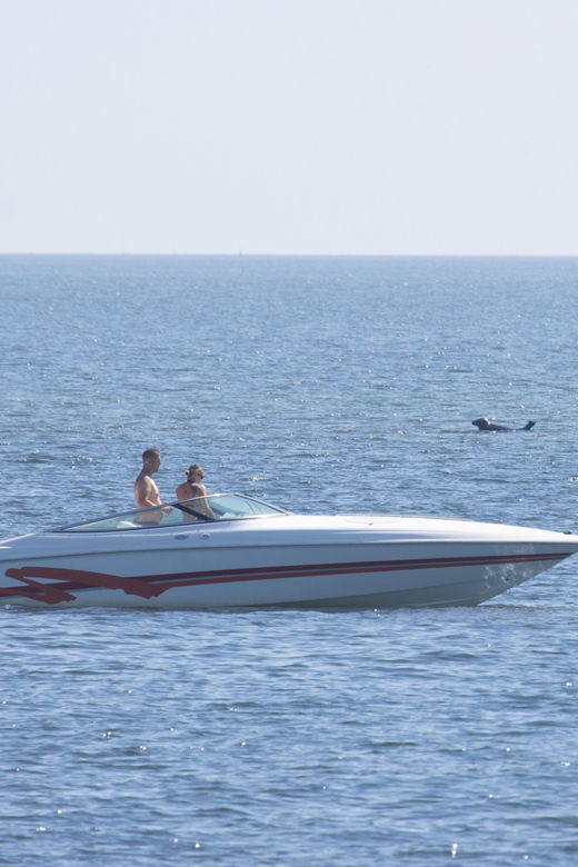 baabe-on-rugen-seal-spotting-cruise-in-the-baltic