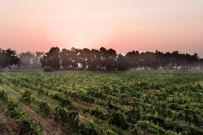 Baalback , Anjar & Chateau Ksara - Who Will Love This Tour?