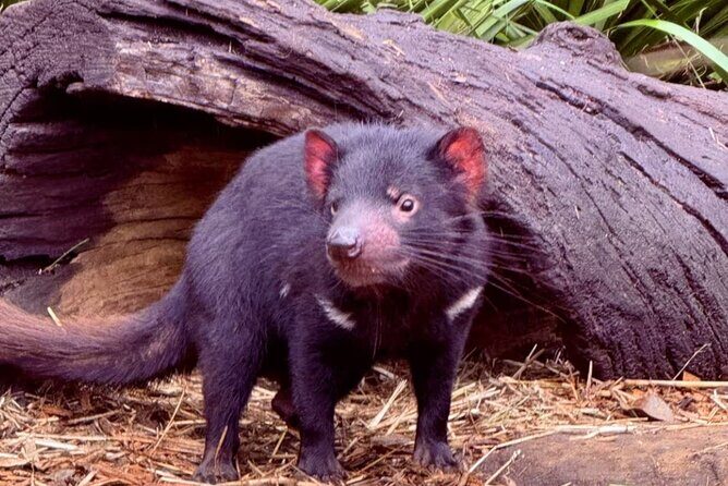 Baby Animals, Boomerangs and BBQ Lunch - Whats Included and Whats Not