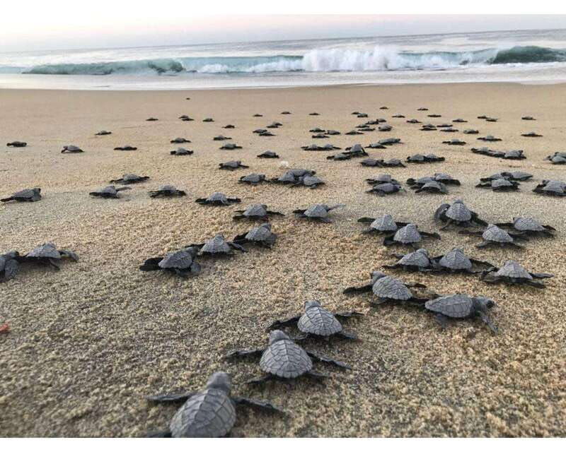 baby-sea-turtles-release-in-puerto-escondido