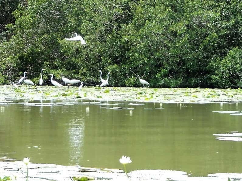 .Baby Turtle Release, Lagoon Boat Ride, and Crocodile Farm - Lunch and Leisure Time