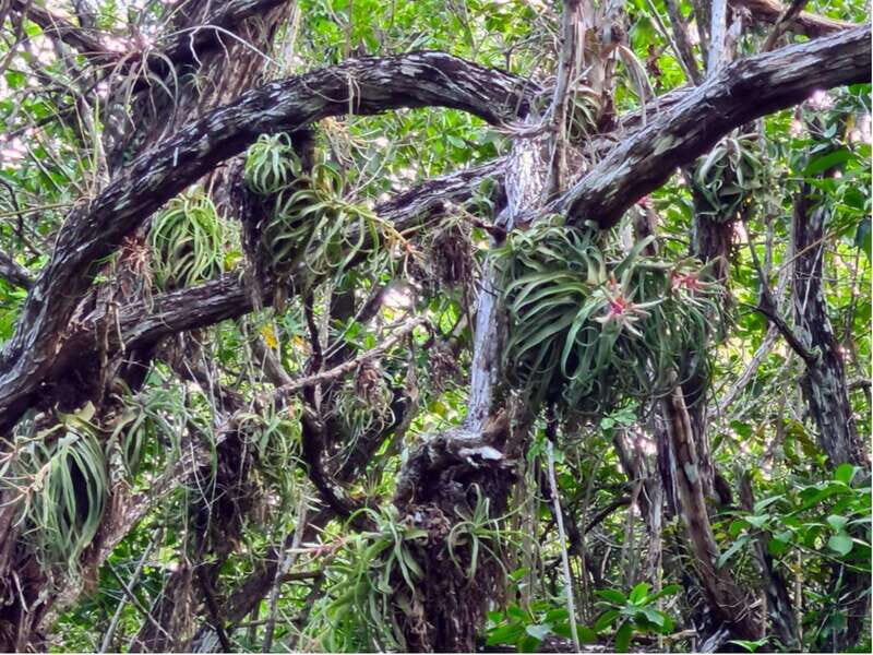 Bacalar: Explore the Pirate Route and Laguna Islet. - Pricing and Value
