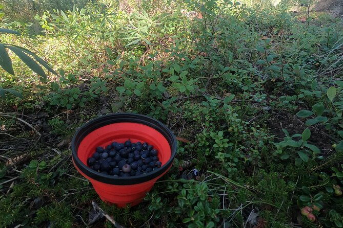 backcountry-eats-foraging-treats