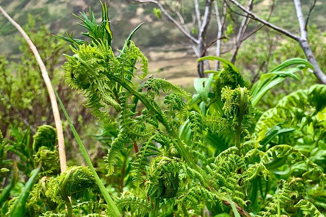 backcountry-eats-foraging-treats