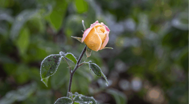 bad-worishofen-rose-garden-tour