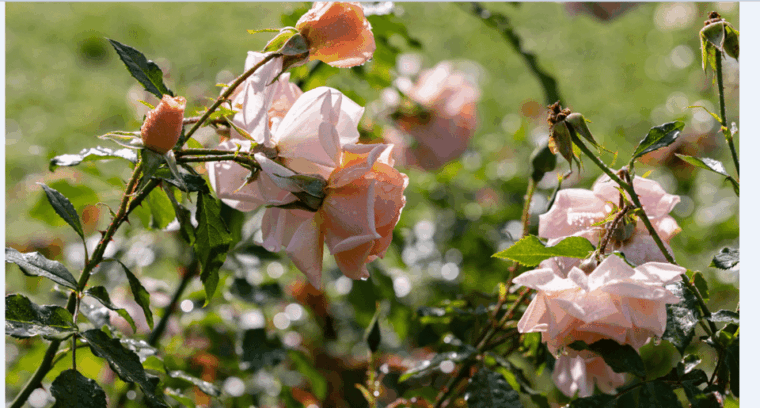 bad-worishofen-rose-garden-tour