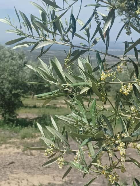 Baeza: Visit to an Organic Olive Grove + Oil Tasting - What Past Travelers Say