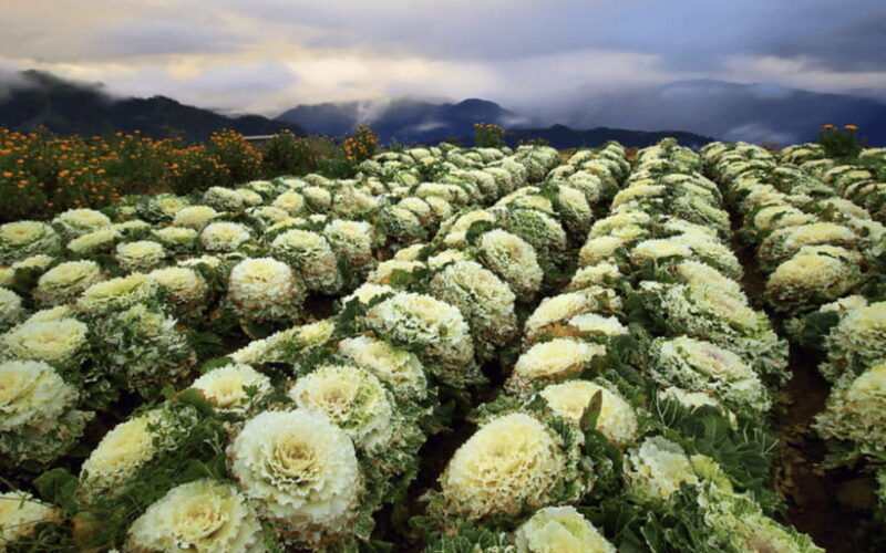 baguio-atok-flower-blossoms-private-tour