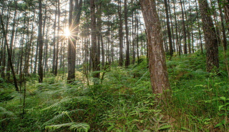 baguio-city-day-tour-from-manila