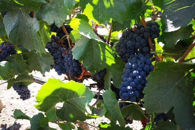 bahai-temple-main-winery-and-lapislazuli-with-private-transport