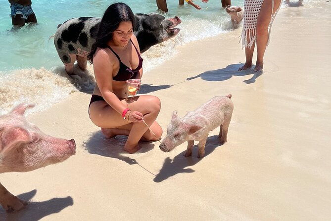 bahamas-swimming-pigs-experience-on-rose-island