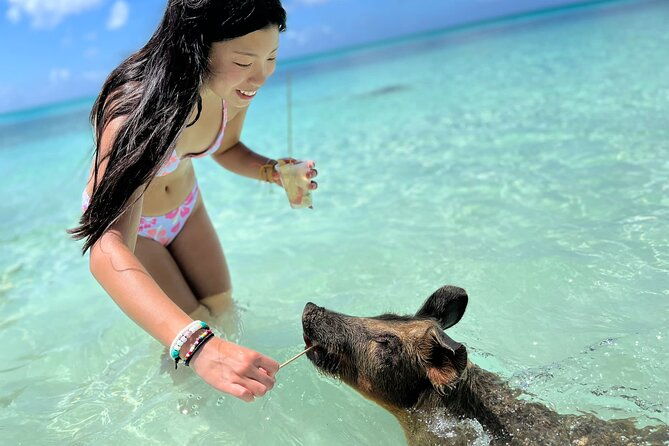 bahamas-swimming-pigs-experience-on-rose-island