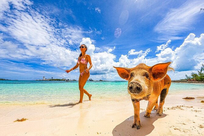 bahamas-swimming-pigs-snorkeling-beach-break-package