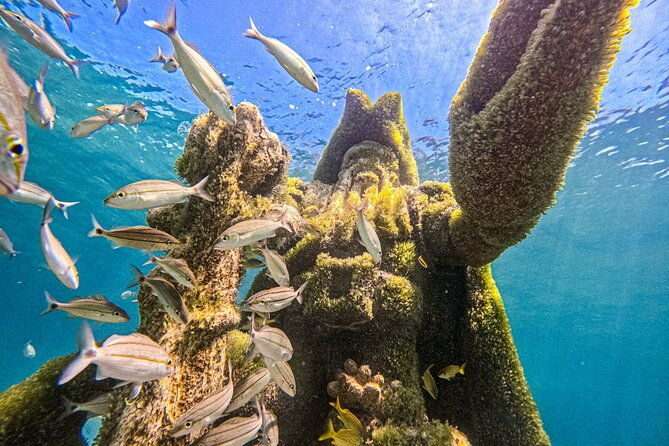 bahamas-swimming-pigs-snorkeling-beach-break-package