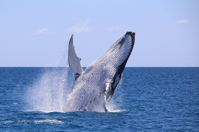 bahia-malaga-humpback-whale-watching-in-cali-colombia