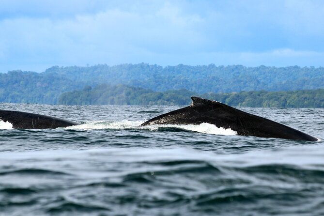 bahia-malaga-humpback-whale-watching-in-cali-colombia