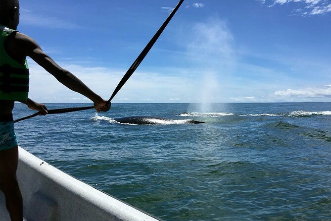 bahia-malaga-humpback-whale-watching-in-cali-colombia