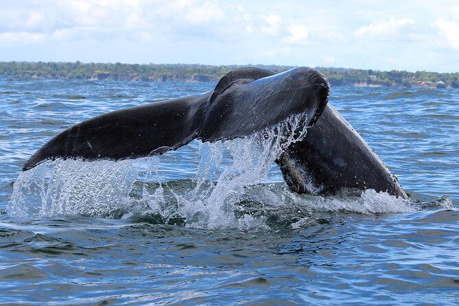 bahia-malaga-humpback-whale-watching-in-cali-colombia
