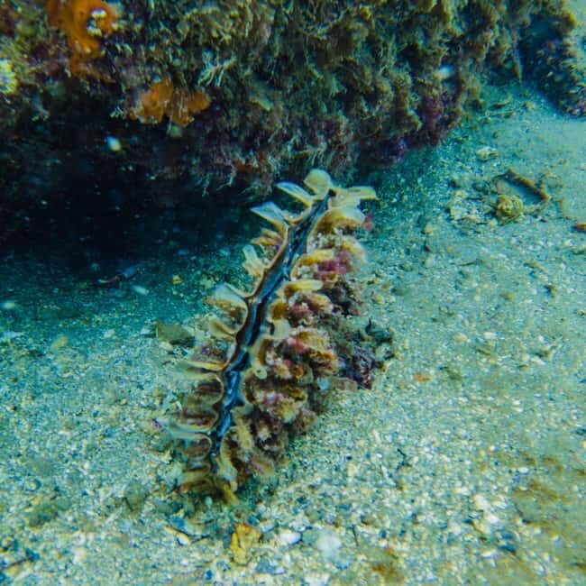 Baia Archaeological Park: underwater tours, snorkeling, try scuba diving. - What’s Included and What to Consider