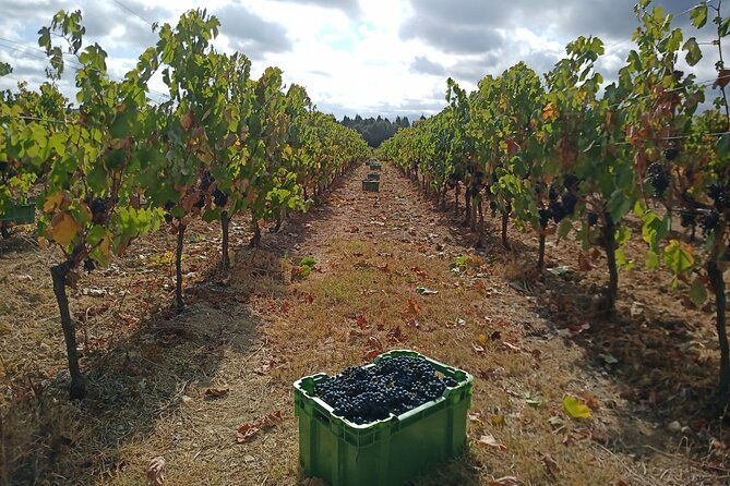 bairrada-winery-route-half-day-from-coimbra-2
