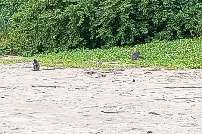 Bako National Park by Night from Kuching - Authentic Experiences and What Reviewers Say