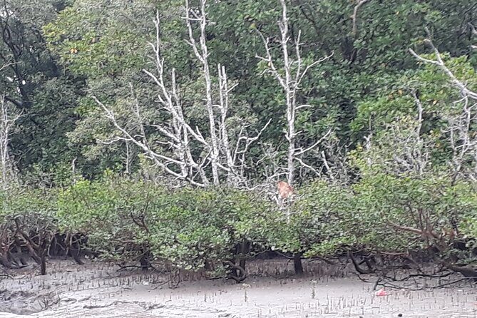 Bako National Park by Night from Kuching - FAQ