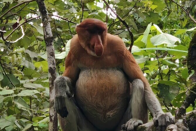 Bako National Park : Nature & Wildlife - Bako National Park: Nature & Wildlife — A Detailed Review