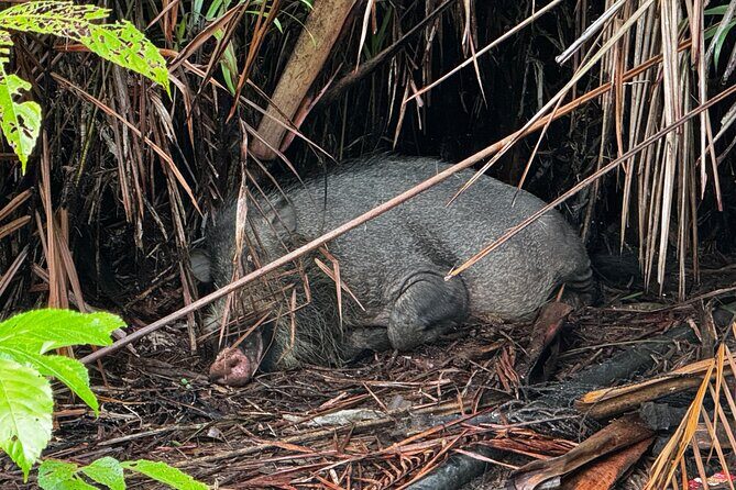 Bako National Park : Nature & Wildlife - Who Is This Tour Best For?